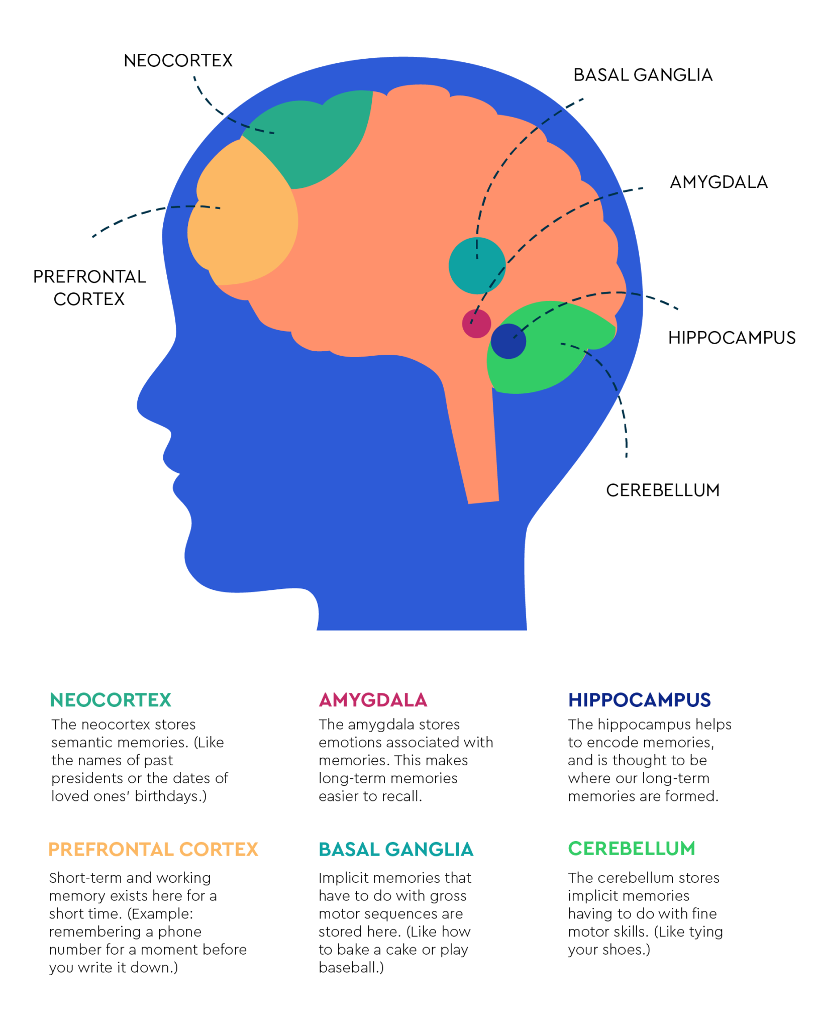 What is Memory? HappyNeuron Pro
